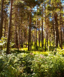 PEFC (Felelős erdőgazdálkodás)